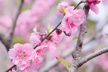 Obraz premium ピンクの花桃 