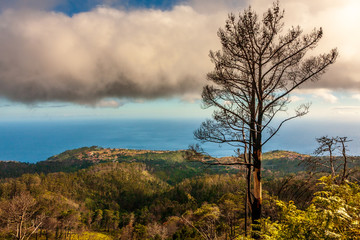 landscape with trees and blue sky