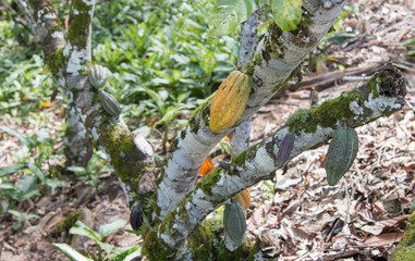 Cocoa Fruit on Farm Plantation