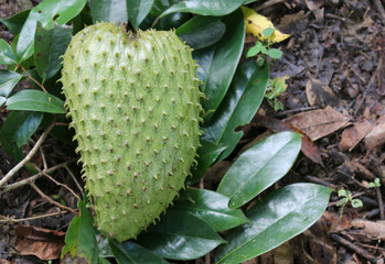 Green Soursop Tropical Fruit Isolated