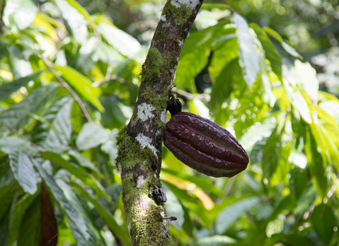 Cocoa fruit in the plantation