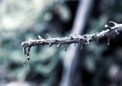 Dry twigs with spider web stuck in blurred background