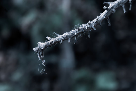 Dry twigs with spider web stuck in blurred background