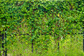 Fence with green leave for background.