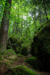 Fototapeta premium Wald Wild Natur