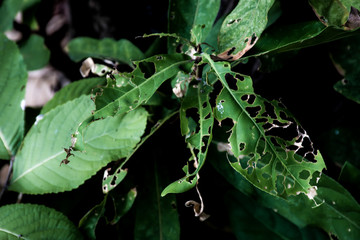Green leaves that have holes from being eaten by worms