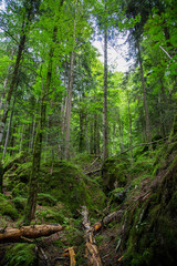 Wald Wild Natur