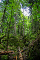 Fototapeta premium Wald Wild Natur