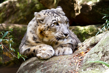 Cute looking snow leopard