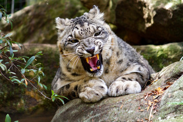 Fototapeta na wymiar Angry looking snow leopard baring its teeth