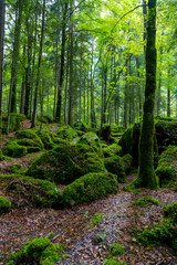 Fototapeta premium Wald Wild Natur