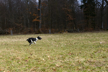 Obraz na płótnie Canvas border collie running wild chasing a ball on green meadow