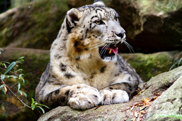 Proud looking snow leopard with mouth open