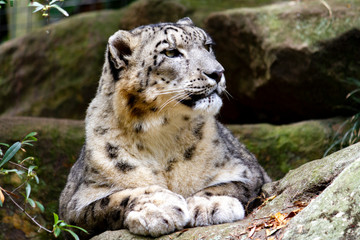 Obraz premium Proud looking snow leopard