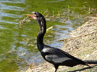 black swamp bird on the shore