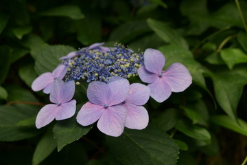 紫陽花
