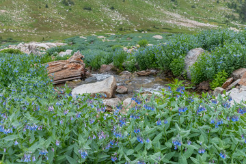 Mertensia Flowers Bloom in Cascade Canyon