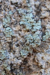 In the area near Ryan Mountain of Joshua Tree National Park, Lichens can be observed growing on the Southern Mojave Desert rocks.