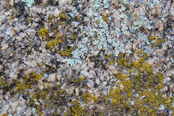 In the area near Ryan Mountain of Joshua Tree National Park, Lichens can be observed growing on the Southern Mojave Desert rocks.