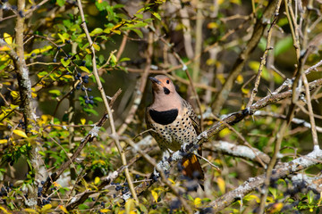 Northern Flicker - Colaptes auratus - Yellow-shafted, perched on a branch detailed close-up