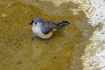 Tufted Titmouse -Baeolophus bicolor - taking bath in a creek