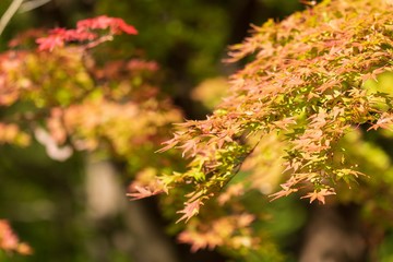 紅葉