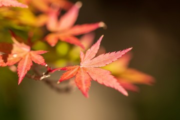 紅葉