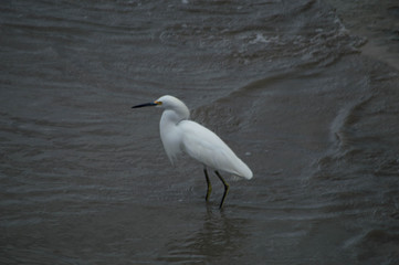 great blue heron in water