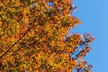 紅葉