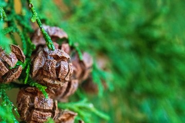 緑のさくらんぼ