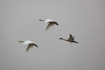 Flying swans winter in China's inner lakes