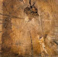 Wood background texture. Square piece of log representing the round middle of an old tree with...