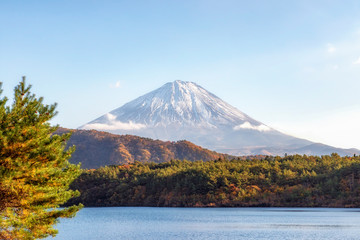 Fuji Mountain in Autumn at Lake Saiko, Japan