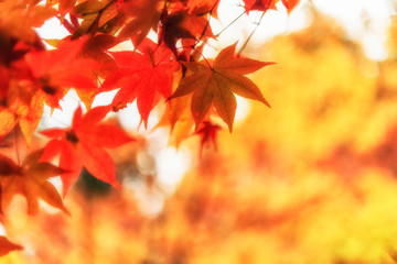 Red Maple Leaves Background in Autumn, Kyoto Temple, Japan