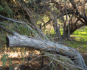 fall colors on the salt river near mesa Arizona.