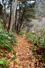 Oak Creek Canyon Sedona Arizona Path Fall Autumn