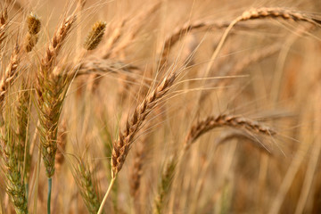 Close up the grain of wheat ears in the field India