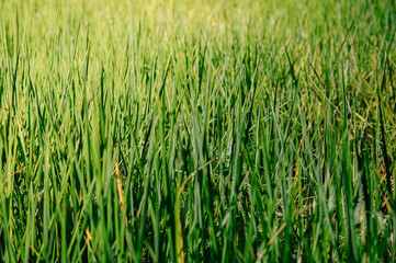 Newly planted fields There are green and insects.