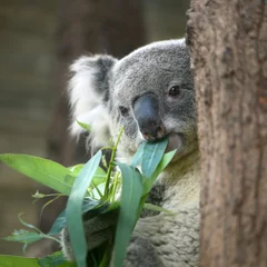 Fotobehang Koala Australia Cute Koala Bear eating Eucalyptus leaf on tree  © dangdumrong