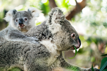 Australia Baby Koala Bear and mom eating Eucalyptus leaf