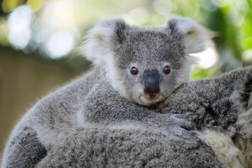 Australia Baby Koala Bear head on mom back © dangdumrong