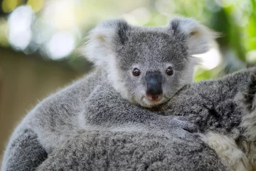 Schilderijen op glas Australië Baby Koala Bear hoofd op moeder rug © dangdumrong