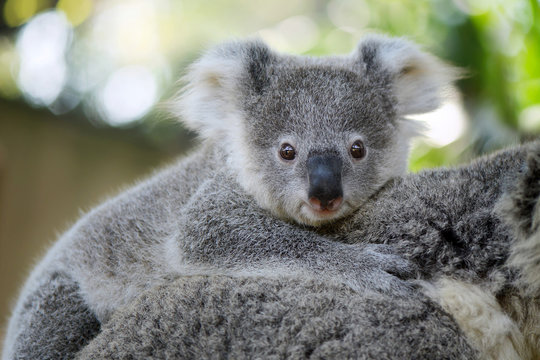 Australia Baby Koala Bear head on mom back