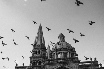 los pajaros con la ciudad es igual a armonia