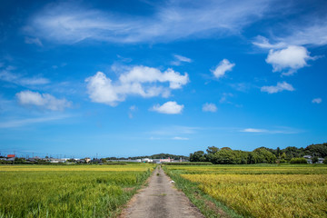 Fototapeta na wymiar Chiba Prefecture, Minami Boso, Summer countryside