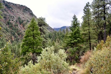 Oak Creek Canyon Sedona Arizona Trees