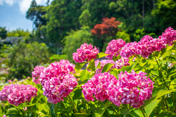 Hydrangea in full bloom