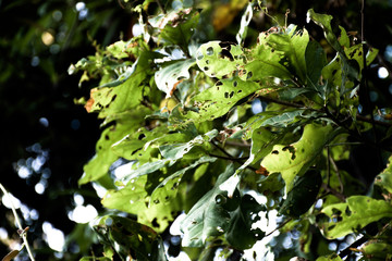 Green leaves that have holes from being eaten by worms