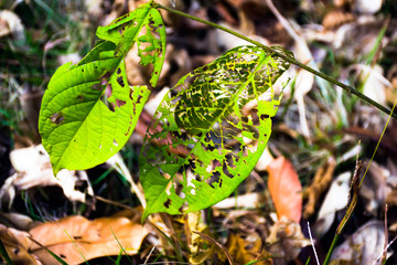Green leaves that have holes from being eaten by worms