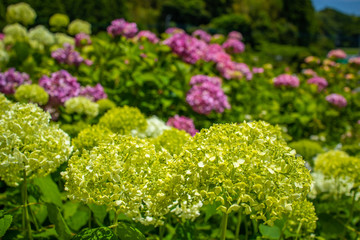 Unusual kind of hydrangea field